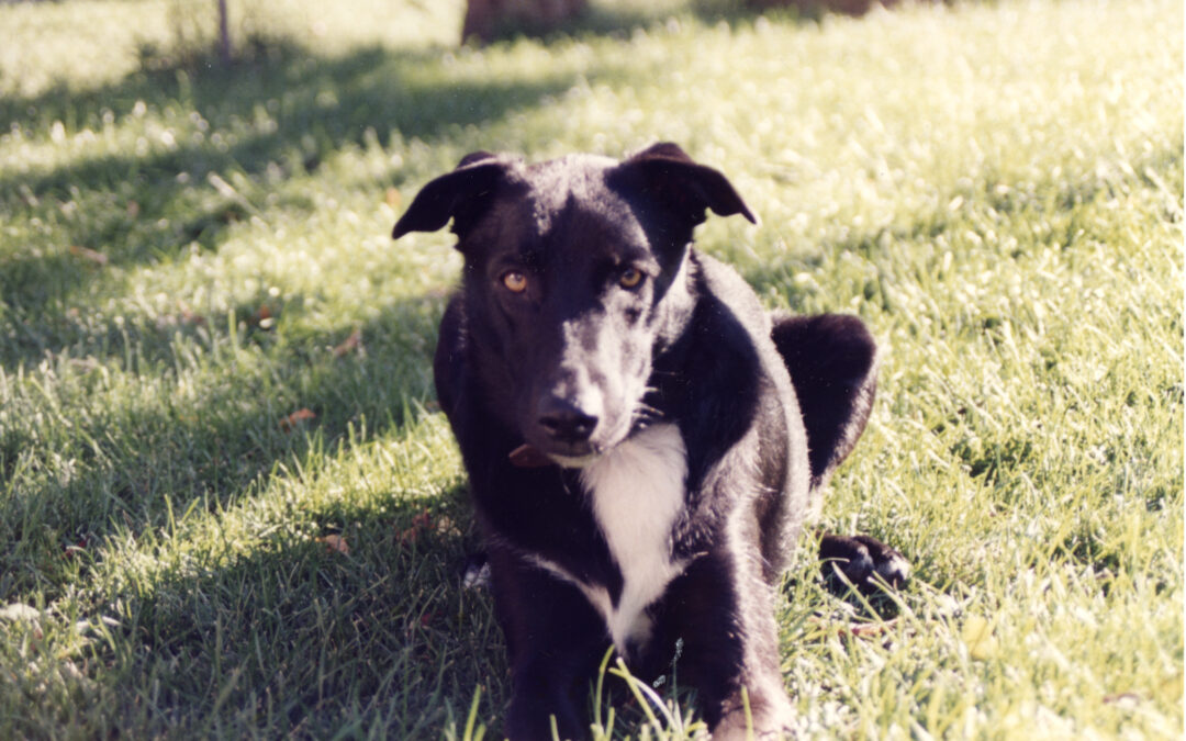 Rufus