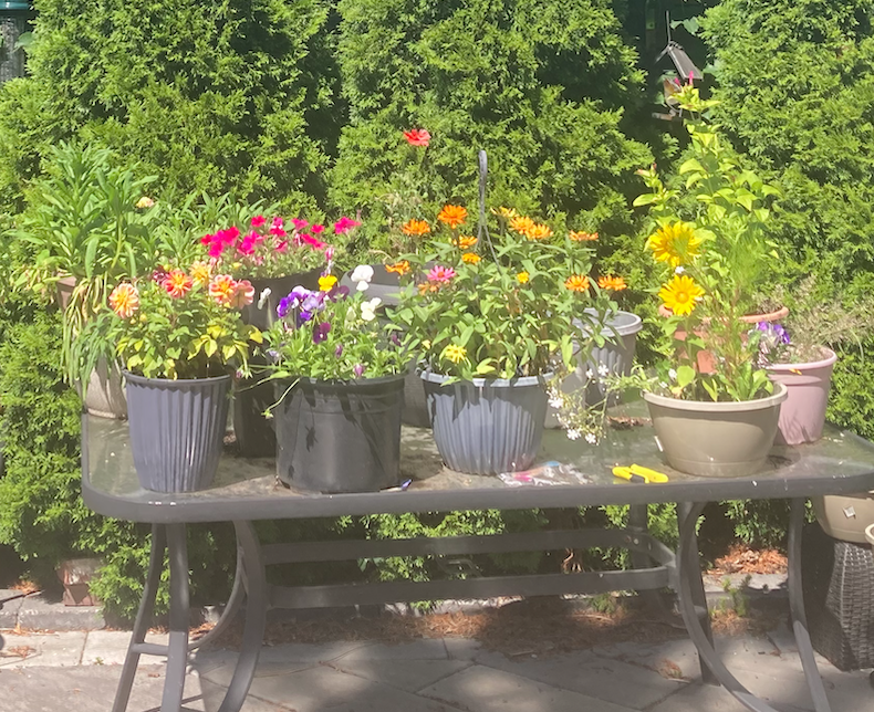 My Cheery Wee Garden