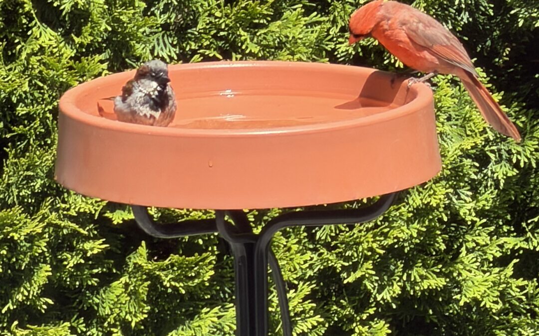 The birds and the birdbaths